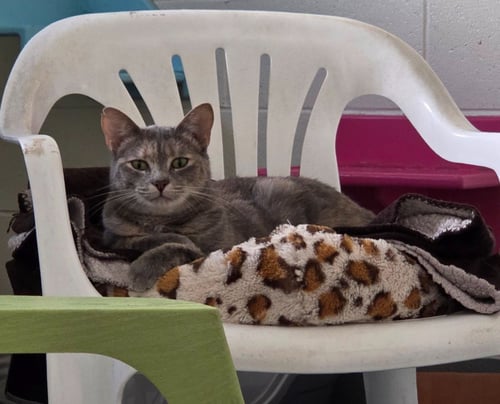 MINNIE - Domestic Short Hair available for adoption
