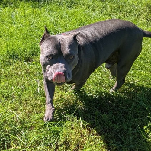 HIPPO (JAX) - American Bulldog available for adoption