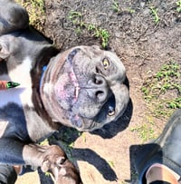 Hippo (JAX) - Photo 3