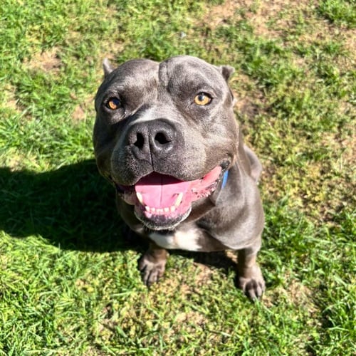 HIPPO (JAX) - American Bulldog available for adoption