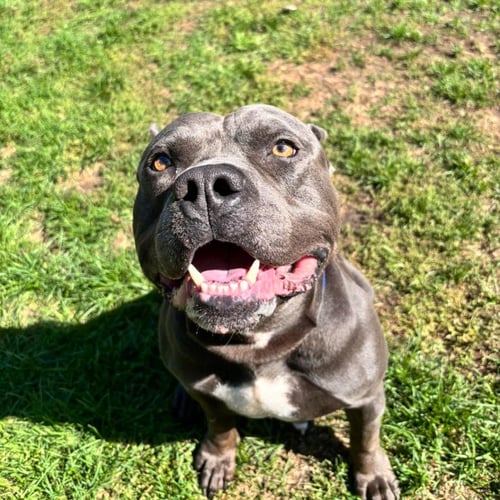 HIPPO (JAX) - American Bulldog available for adoption