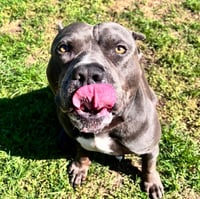 Hippo (JAX) - Photo 4
