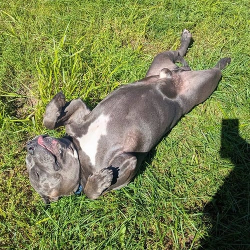 HIPPO (JAX) - American Bulldog available for adoption