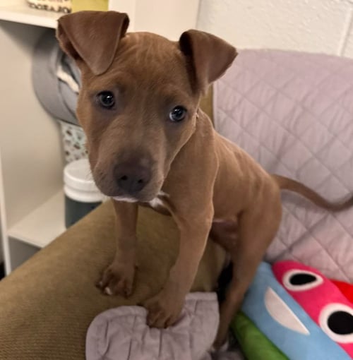 KAHLEESI - American Bulldog available for adoption