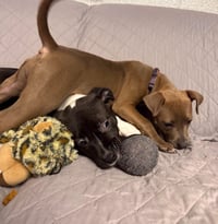 Kahleesi - Photo 4