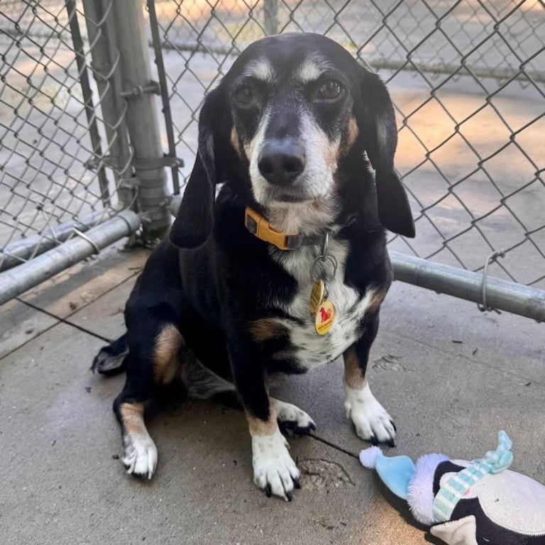 Snoopie Image