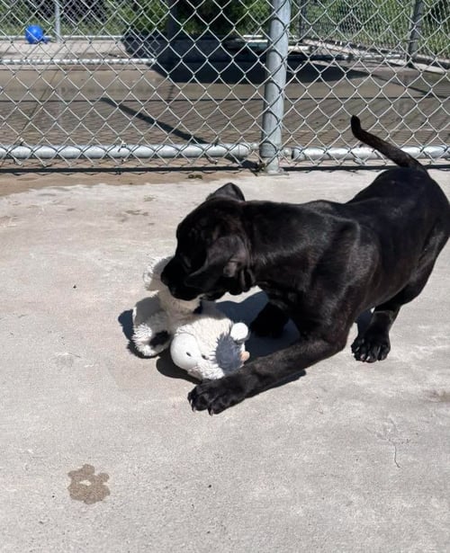 PIG - Mastiff available for adoption