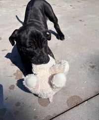Pig - Photo 3