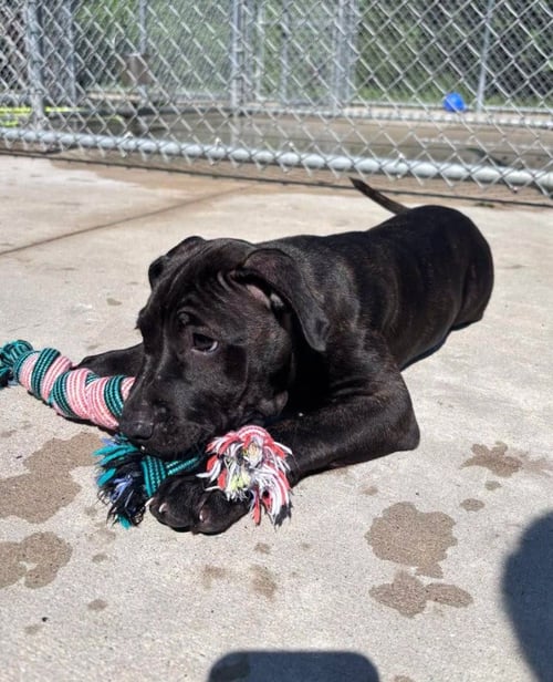 PIG - Mastiff available for adoption