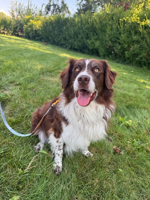 MILO 2 - Australian Shepherd / Labrador Retriever available for adoption