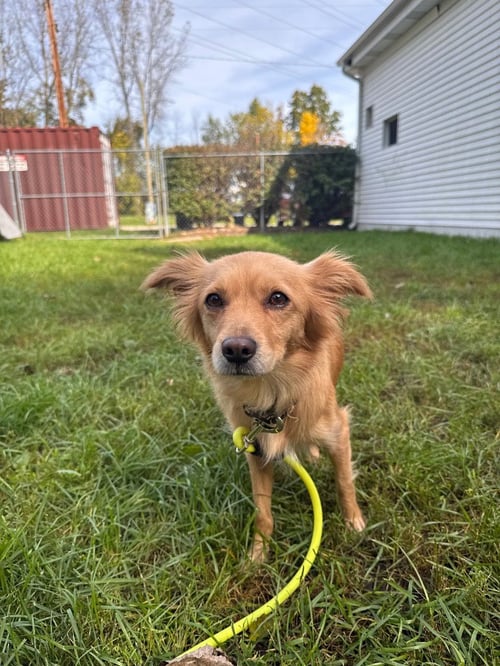BO PEEP - Chihuahua / Dachshund available for adoption