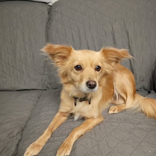BO PEEP - Chihuahua / Dachshund available for adoption