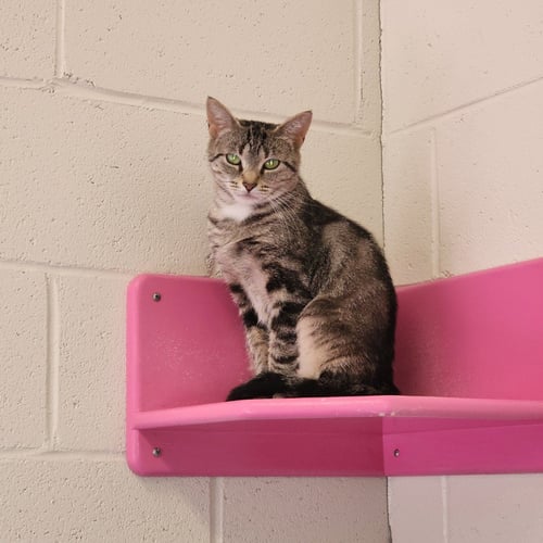 DELORIS - Domestic Short Hair available for adoption