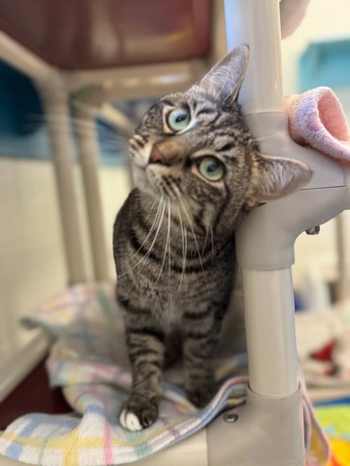 DELORIS - Domestic Short Hair available for adoption