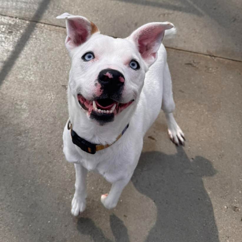GHOST - Labrador Retriever available for adoption