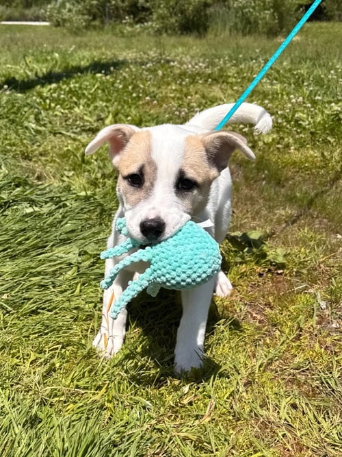 PRINCESS TILLY - Husky available for adoption