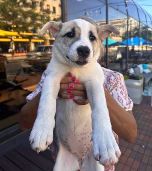 PRINCESS TILLY - Husky available for adoption