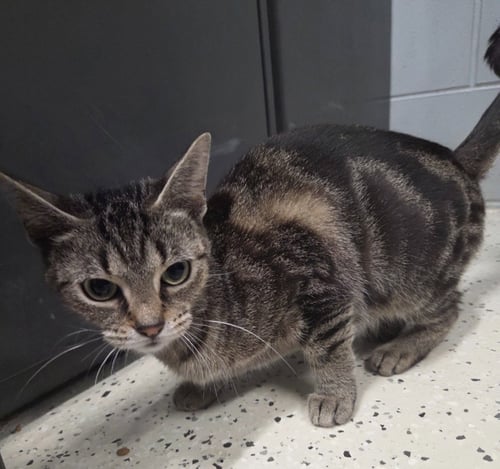 AMELIA - Domestic Short Hair available for adoption