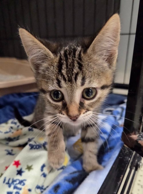 BONNIE - Domestic Short Hair available for adoption