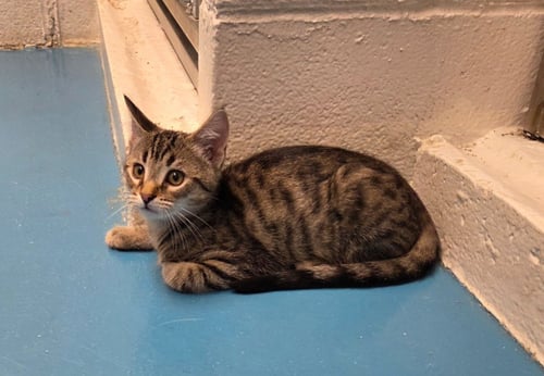 BONNIE - Domestic Short Hair available for adoption