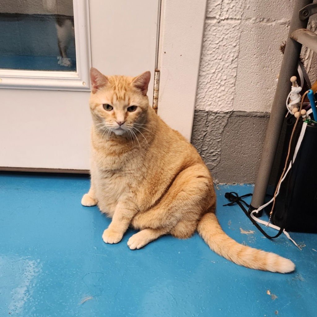 PUMPKIN - Domestic Short Hair available for adoption