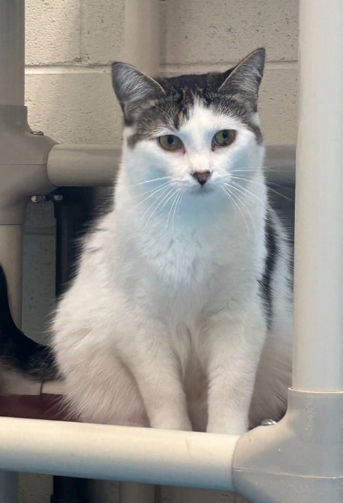 WALTER - Domestic Short Hair available for adoption