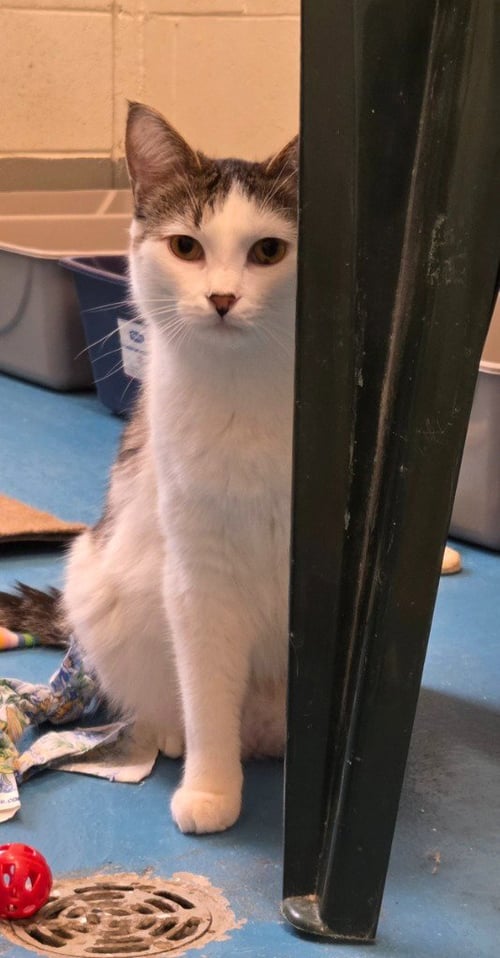 WALTER - Domestic Short Hair available for adoption