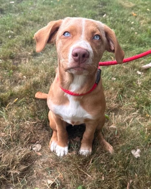 COCO - Vizsla available for adoption