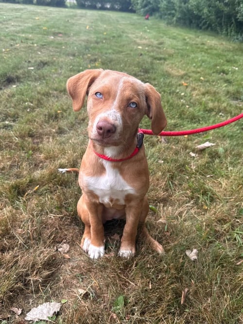 COCO - Vizsla available for adoption