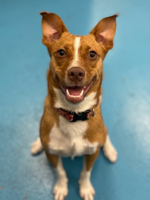 DIOR - Shiba Inu available for adoption