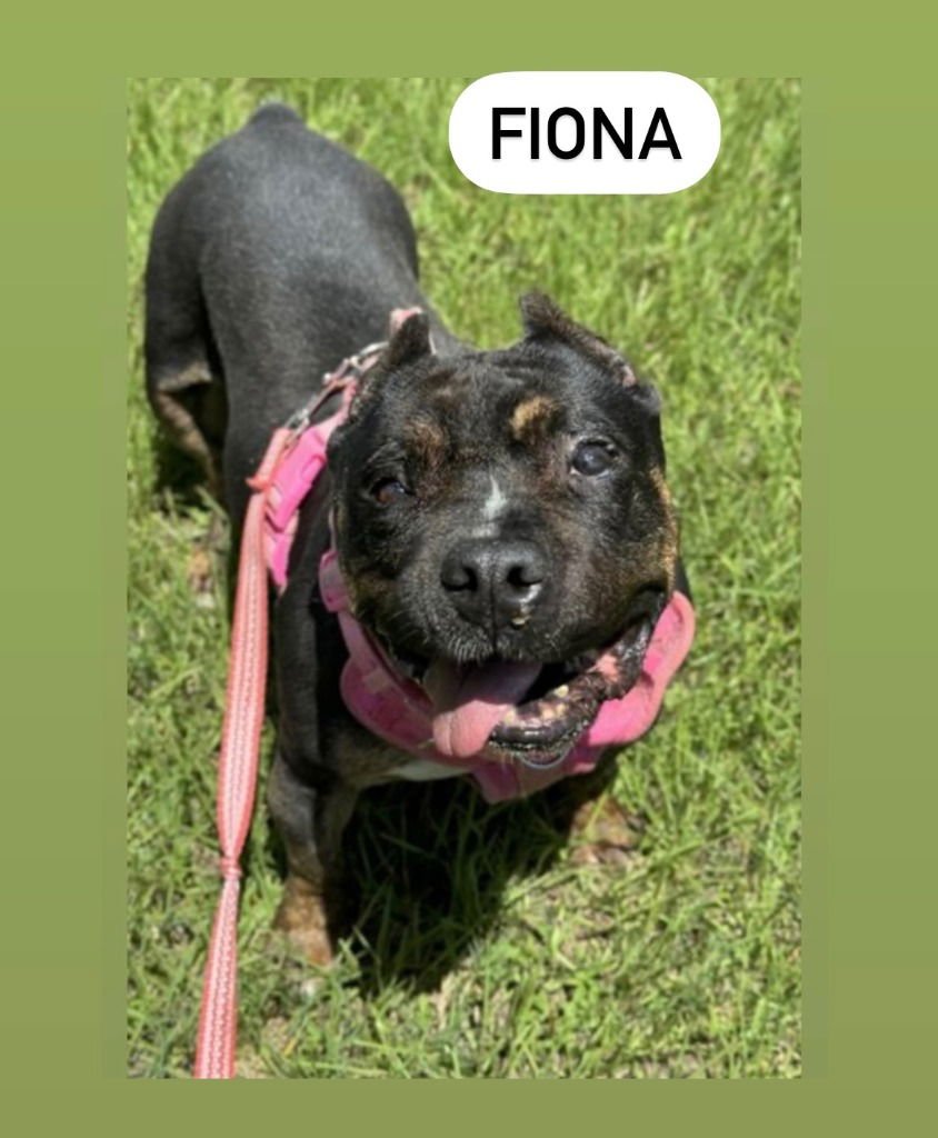 FIONA - Bullmastiff available for adoption