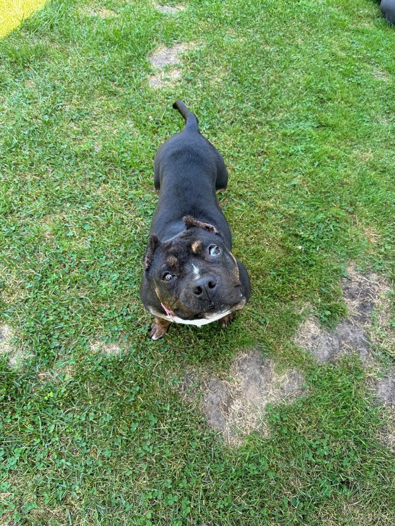 FIONA - Bullmastiff available for adoption