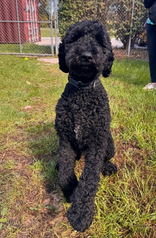 ELVIS - Labrador Retriever / Poodle (unknown type) available for adoption