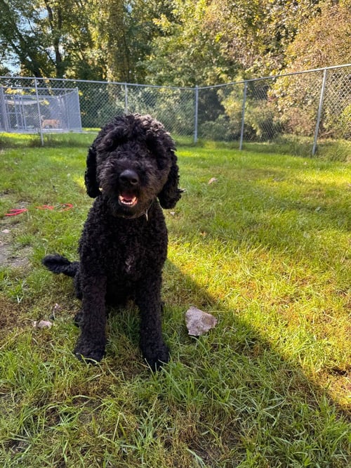 ELVIS - Labrador Retriever / Poodle (unknown type) available for adoption
