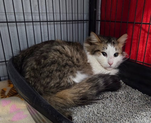 BAILEY - Domestic Long Hair available for adoption