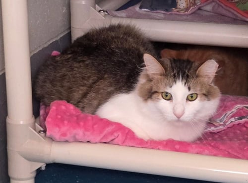 BAILEY - Domestic Long Hair available for adoption