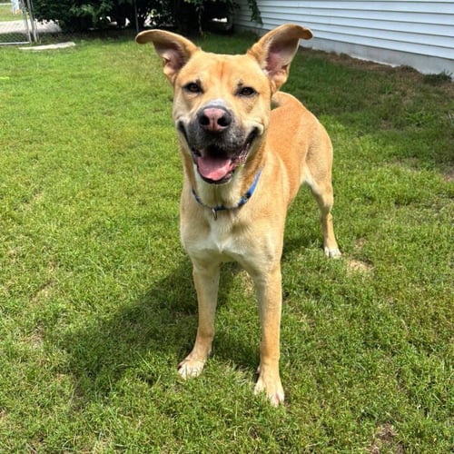 STONE - German Shepherd Dog available for adoption
