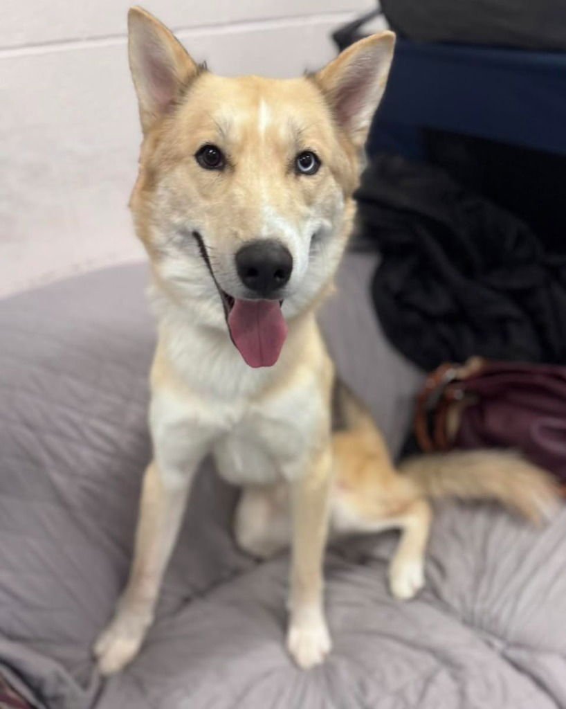 OSIRIS - Husky available for adoption