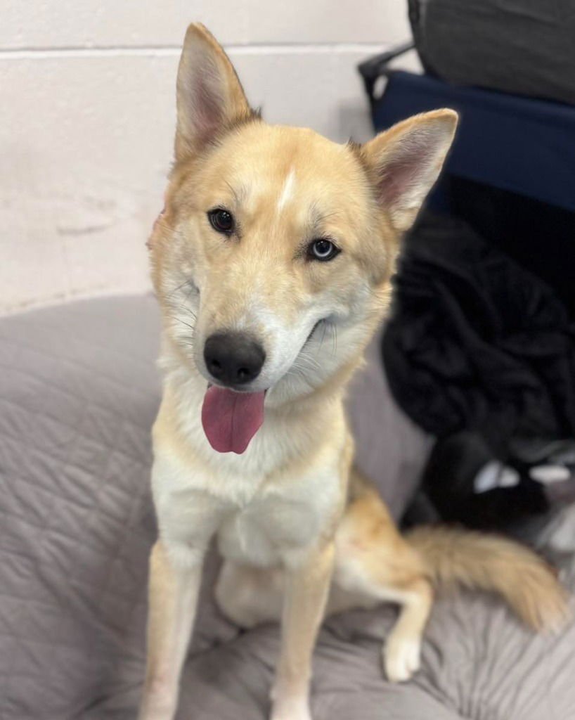 OSIRIS - Husky available for adoption