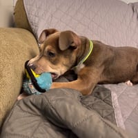 Pawpeye - Photo 4