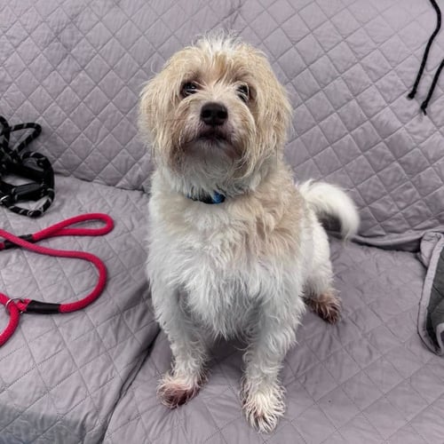 ALBUS - Terrier available for adoption