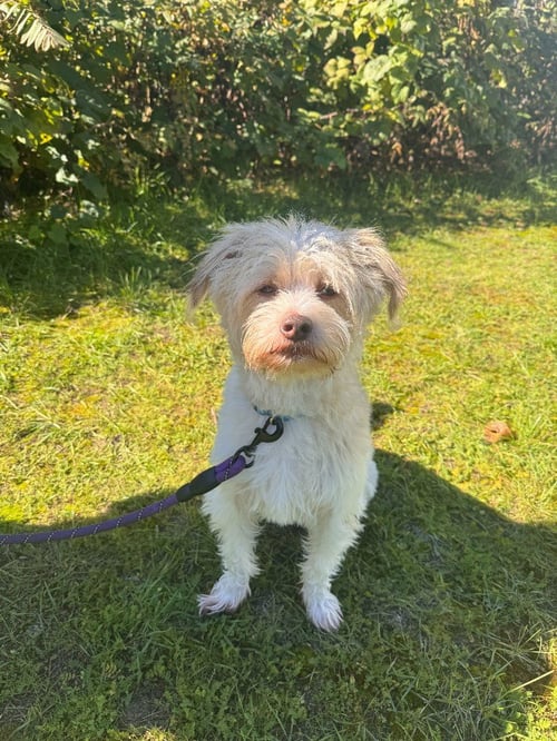 ALBUS - Terrier available for adoption