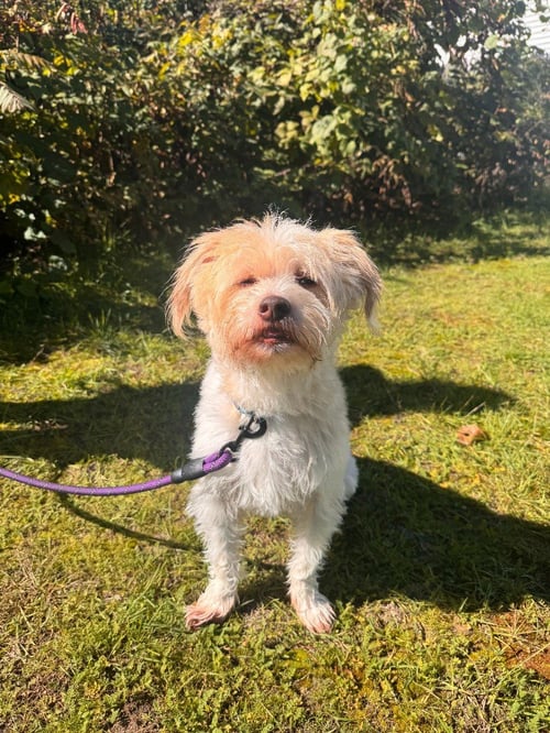 ALBUS - Terrier available for adoption