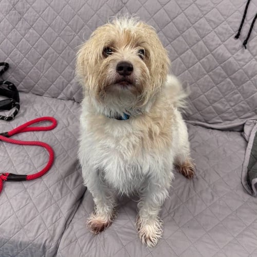 ALBUS - Terrier available for adoption