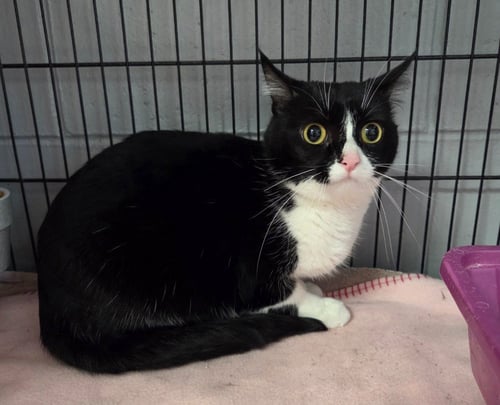 CLAIRE - Domestic Short Hair available for adoption