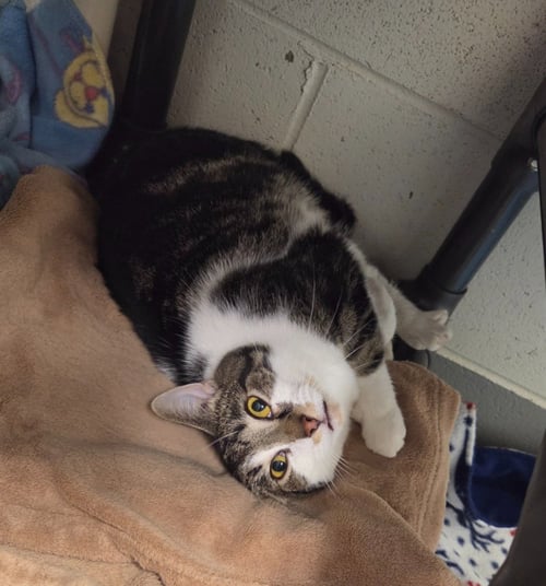ROCCO - Domestic Short Hair available for adoption