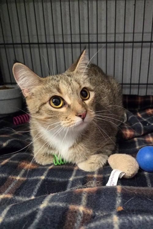 DAHLIA - Domestic Short Hair available for adoption