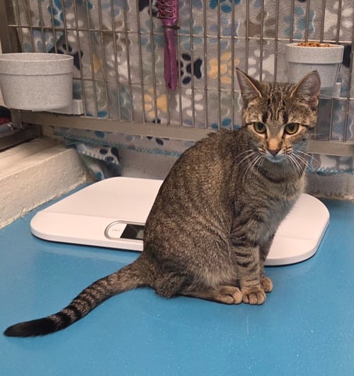 MOCHA - Domestic Short Hair available for adoption