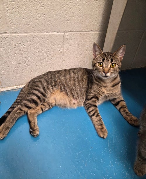 MOCHA - Domestic Short Hair available for adoption