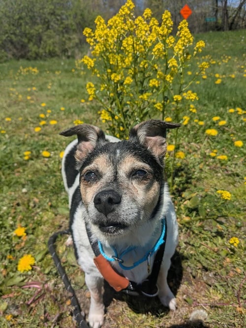ZEUS - Chihuahua available for adoption